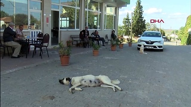 Katlettikleri her köpek için 1902 TL ödeyecekler