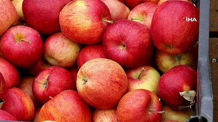 Karayolu kenarında ‘Askıda Elma’