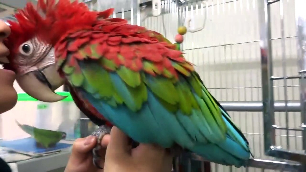 Pet
