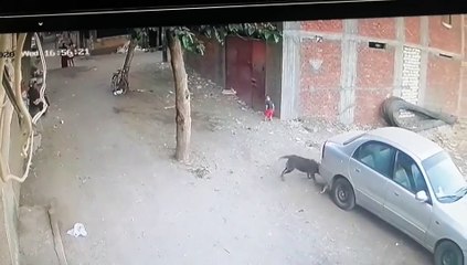 Gato corajoso salva bebé que estava a ser atacado por um cão