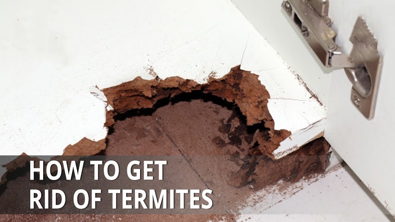 How to Get Rid of Termites | Totkay | Health Tips