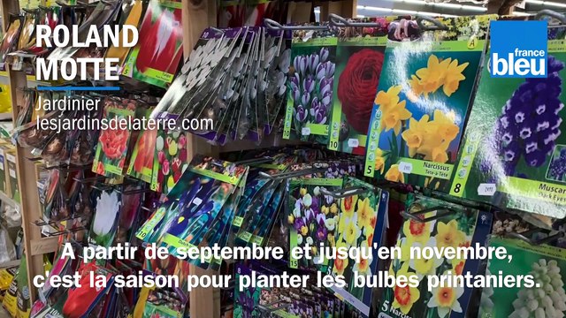 Roland Motte, jardinier : plantez des bulbes pour une magnifique floraison printanière
