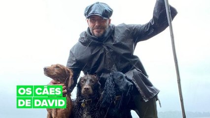 Nos desculpe Victoria, mas os outros 3 amores de David Beckham são adoráveis