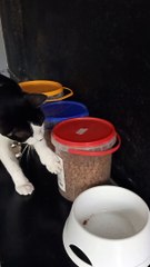 Clever Kitty Opens Container for a Feed