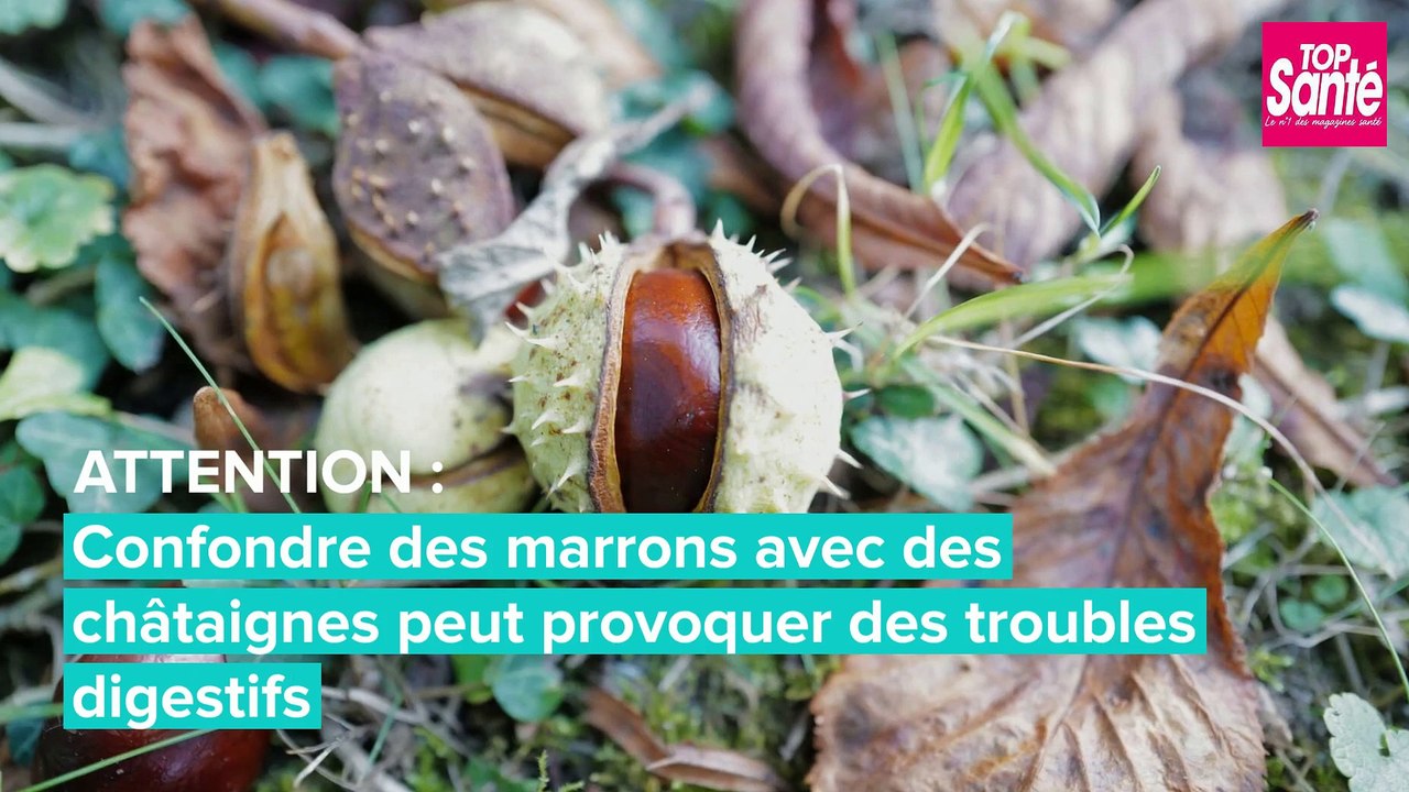Comment faire la différence entre les marrons et les châtaignes ?
