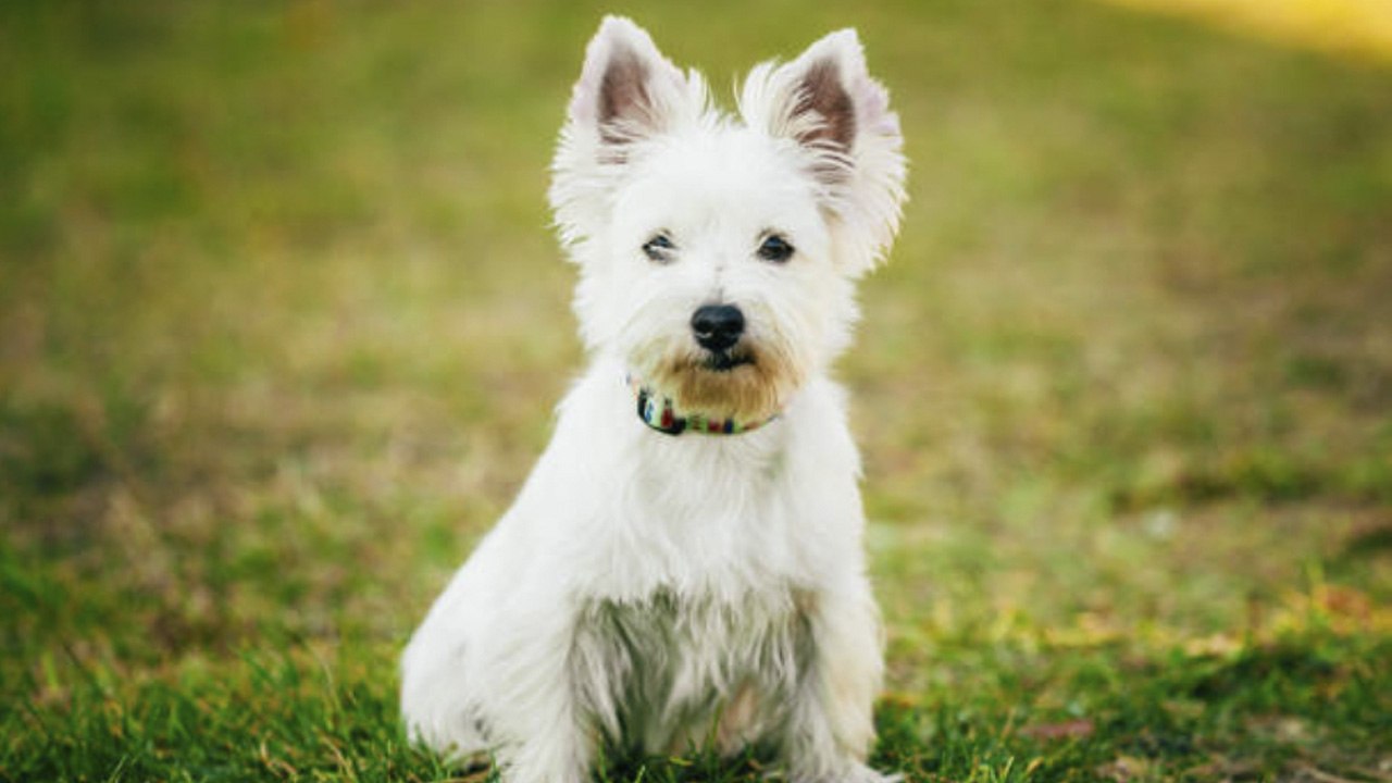 10 razas de perros terrier