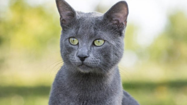 ¿Cuántos años vive cada raza de gato?