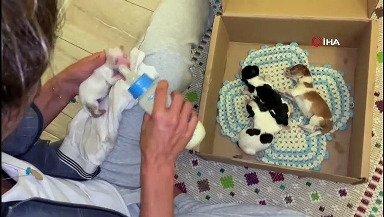 - Annesiz yavruları Anadolu çoban köpeği besliyor