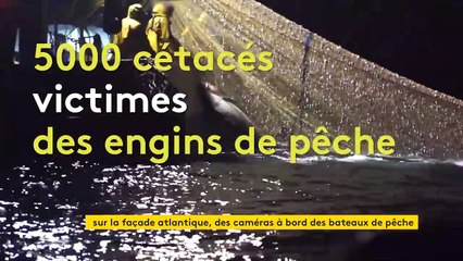 Bientôt des caméras à bord des chalutiers pour protéger les dauphins de l'océan Atlantique