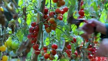 抢在番茄掉果之前，全收回来弄点好吃的——红宝石番茄酱  Red Sapphire Tomato Sauce    Liziqi Channel
