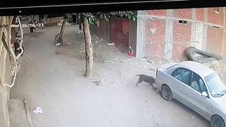 Gato salvou criança que esta a ser atacada por um cão