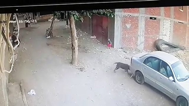 Gato salvou criança que esta a ser atacada por um cão