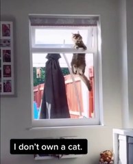 Ce chat très maladroit tente de rentrer dans la maison d'inconnus