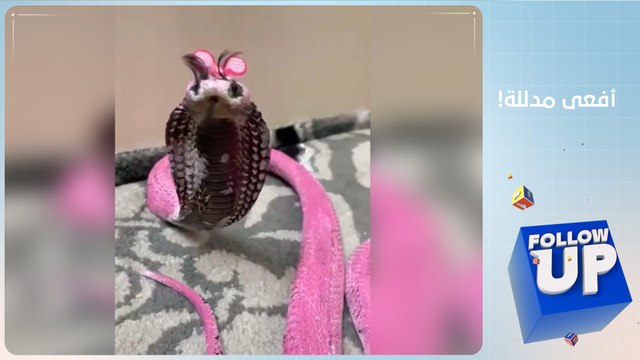 أفعى كوبرا تعيش الرفاهية.. ولقاء مؤثر لعجوزين بعد فراق 200 يوم