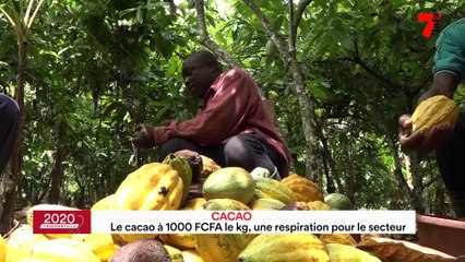 ​Le cacao à 1000 FCFA le kg, une respiration pour le secteur