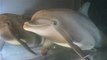 Robotic Dolphins Could Replace Real Ones At Amusement Parks