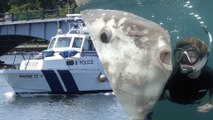 Giant Fish Near Massachusetts Town Causes Huge Panic