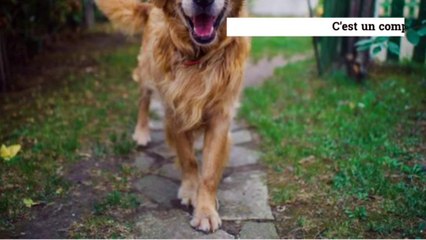 Chiens: ce qu'il faut savoir