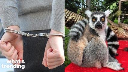 Boy helps San Francisco Zoo find missing lemur
