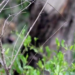 Strong Leopard Carries Deer Carcass Down From Treetops