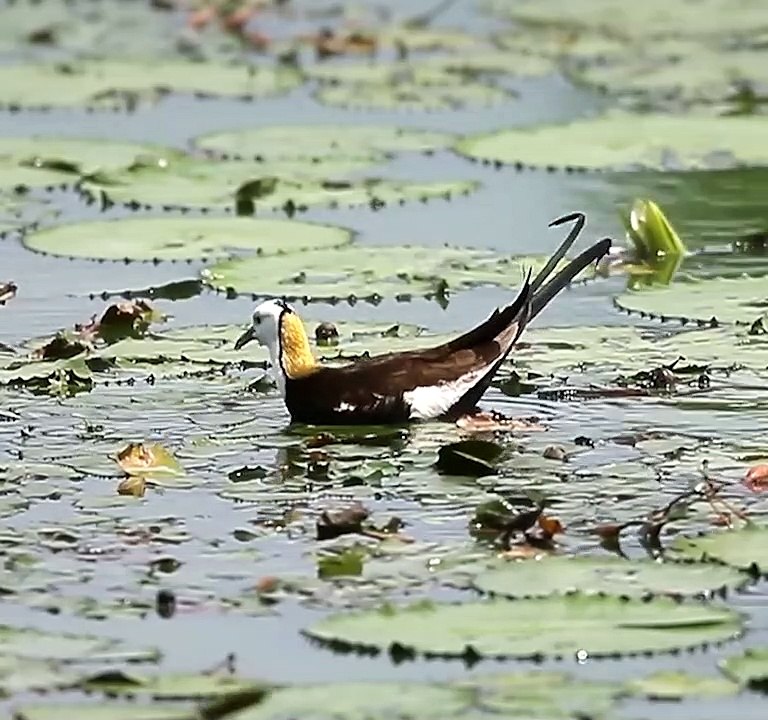 Pheasant-tailed Jacana
