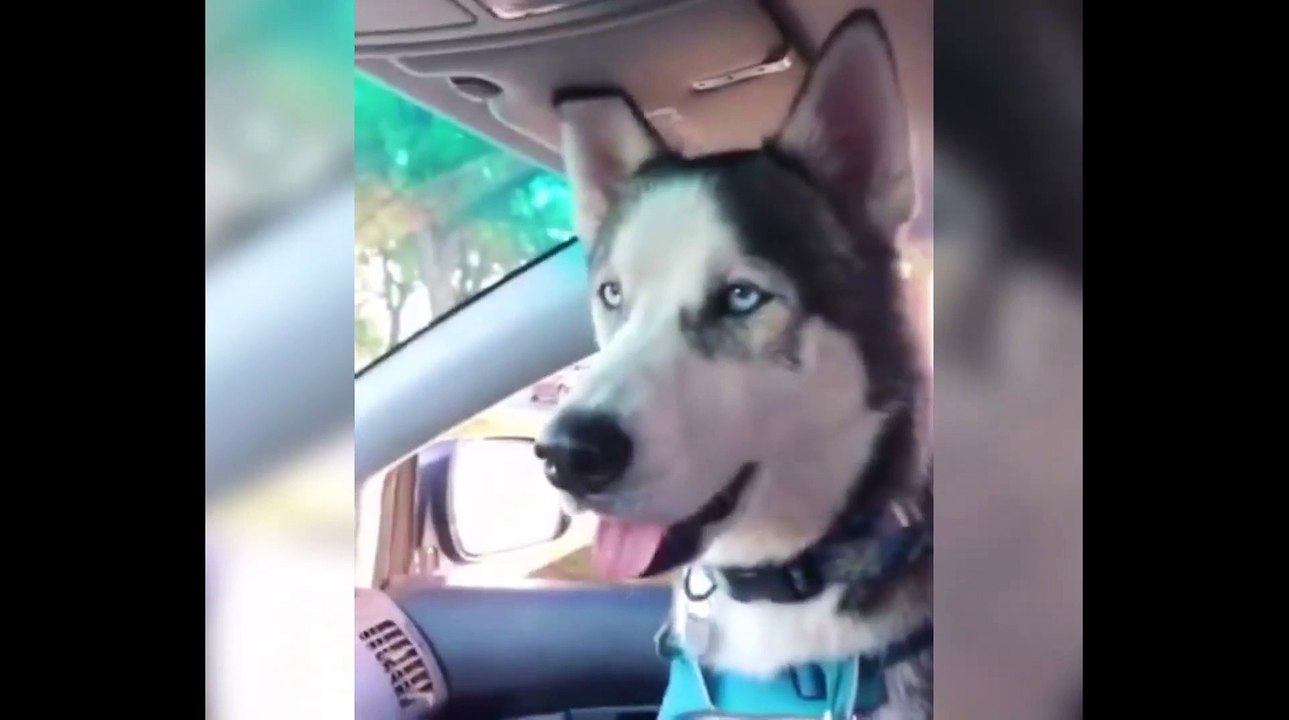 Animaux mignons/animal de compagnie/Pets #1