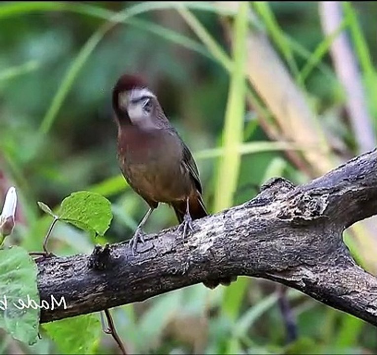 White-checked Laughing Thrush