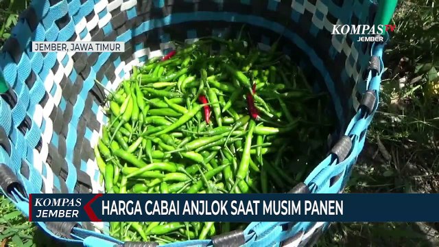 Harga Cabai Anjlok Saat Musim Panen, Petani Merugi