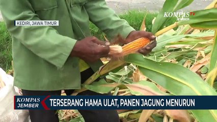 Terserang Hama Ulat, Hasil Panen Jagung Menurun, Petani Terancam Merugi
