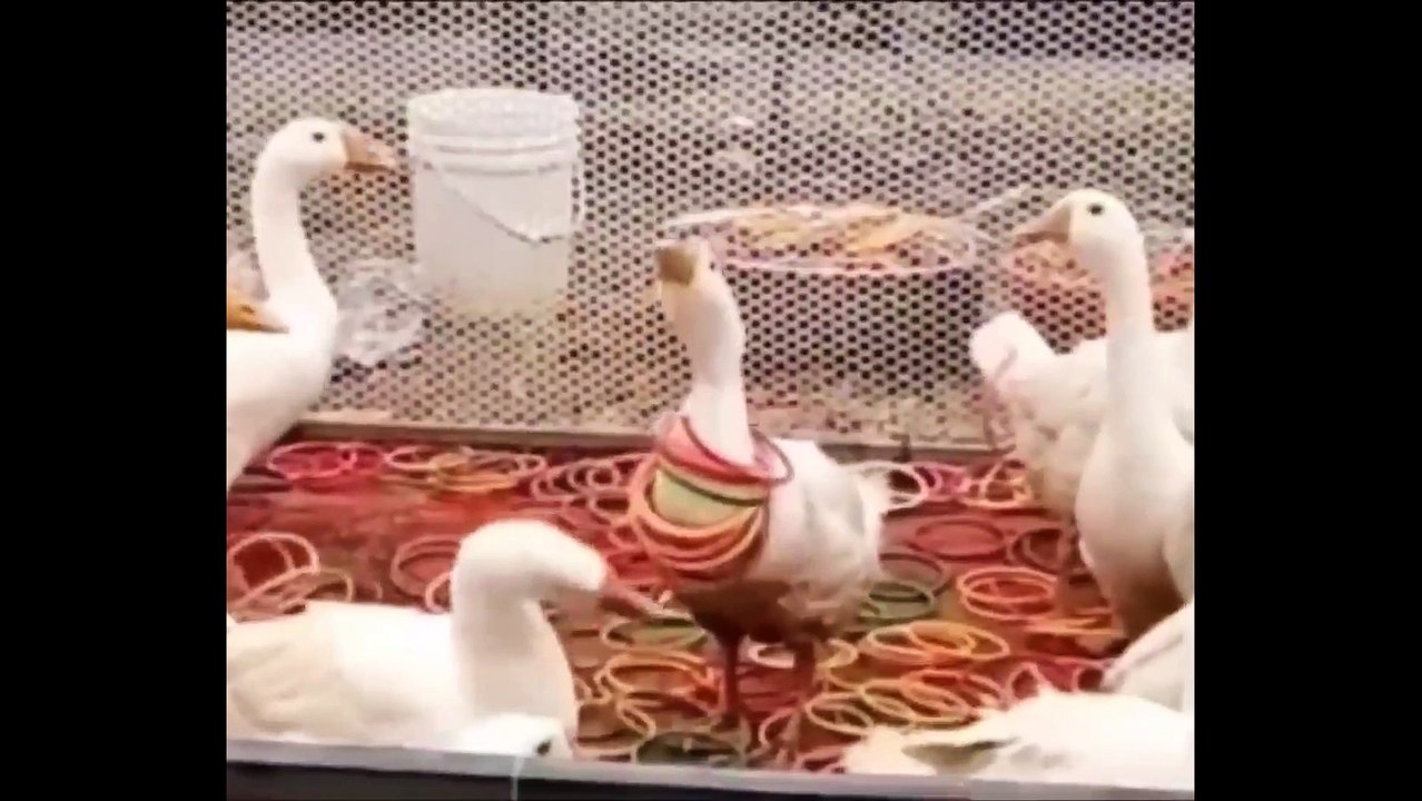 Animaux mignons/animal de compagnie/Pets #3