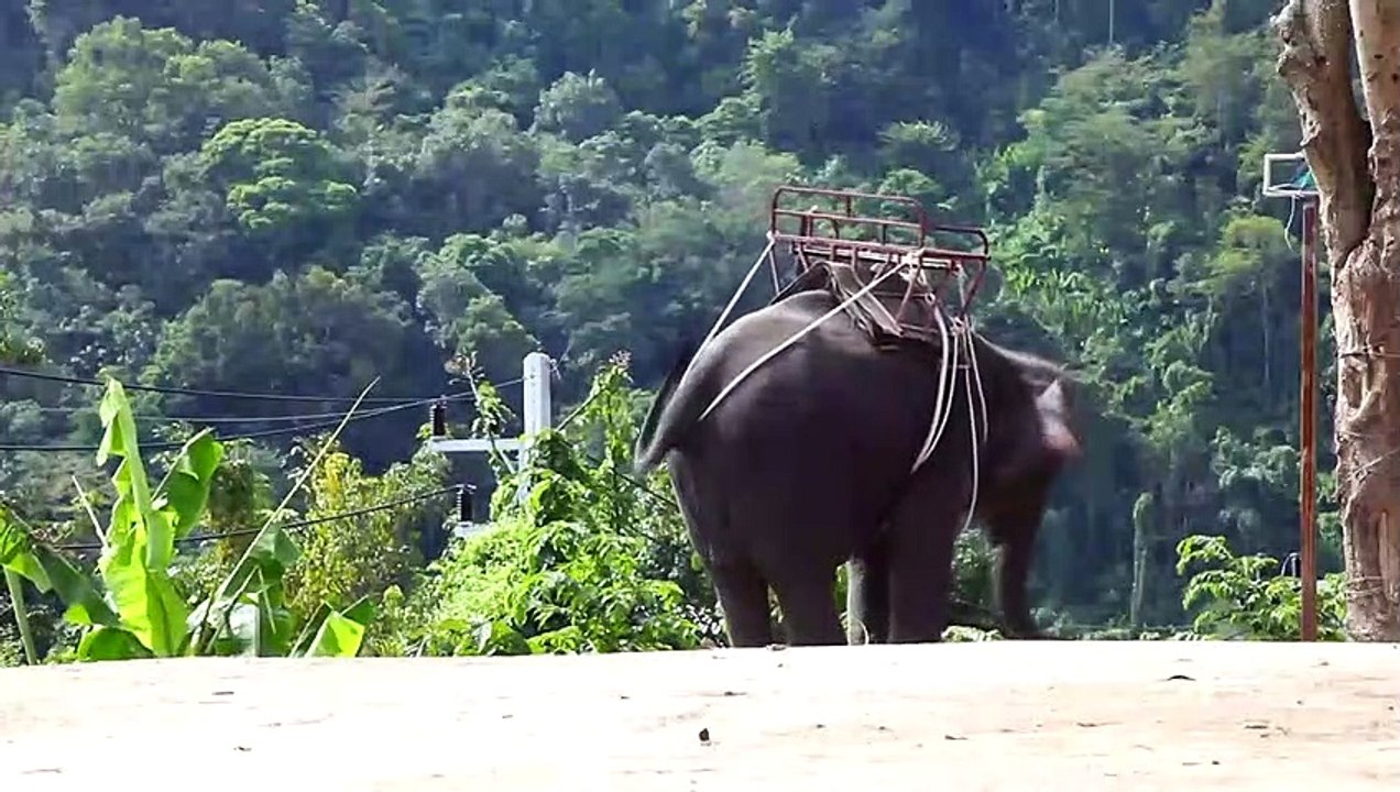 Big Animal The Elephant