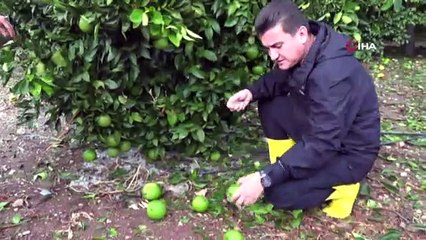 Antalya'da zarar gören seralar havadan görüntülendi