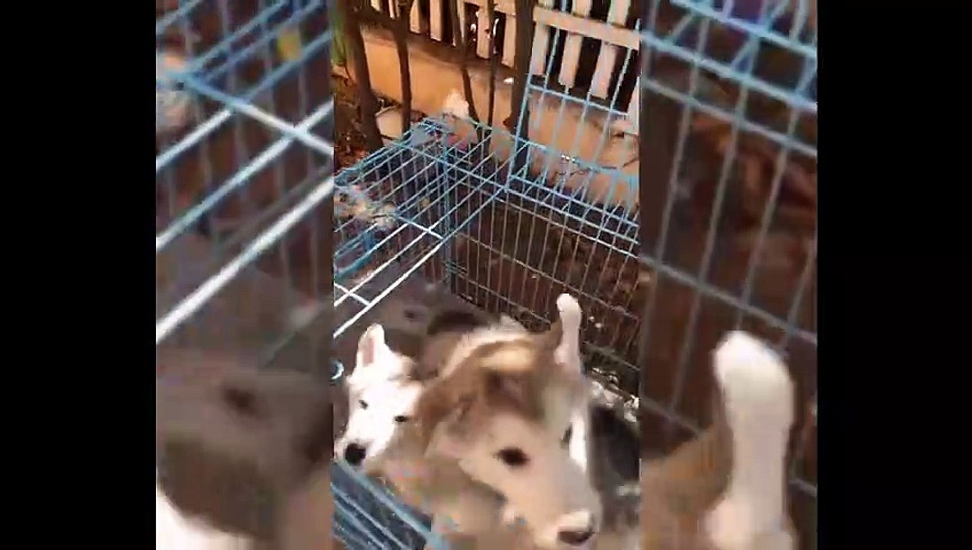 ⁣Dose of happiness-Funny Animals Pets #5