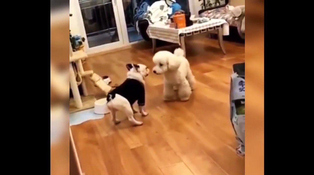 Dose of happiness-Funny Animals Pets #6