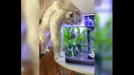 Dose of happiness-Funny Animals Pets #7