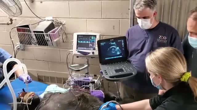 Nace una nueva cría de gorila en el zoo de Boston