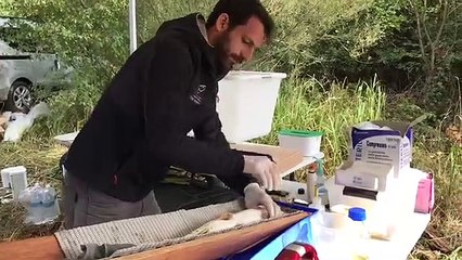 Etude comportementale des brochets dans l'Aube