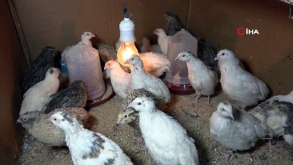 Prematüre kardeşi için başladı, şimdi ticaretini yapıyor