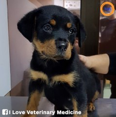 Ce chiot trouve son sac de nourriture et mange 1 kilos de croquettes !