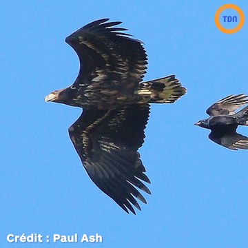 Un pygargue à queue blanche rare aperçue pour la toute première fois depuis 100 ans en Angleterre
