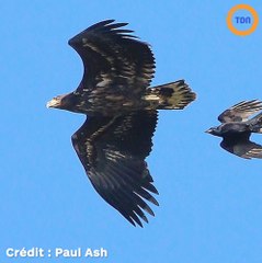 Un pygargue à queue blanche rare aperçue pour la toute première fois depuis 100 ans en Angleterre