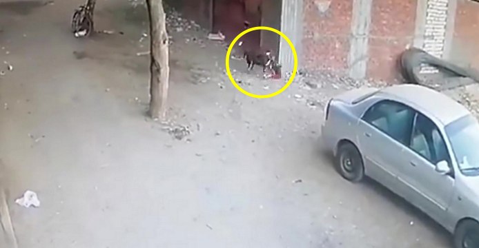 Un chat défend un enfant qui se fait attaquer par un chien