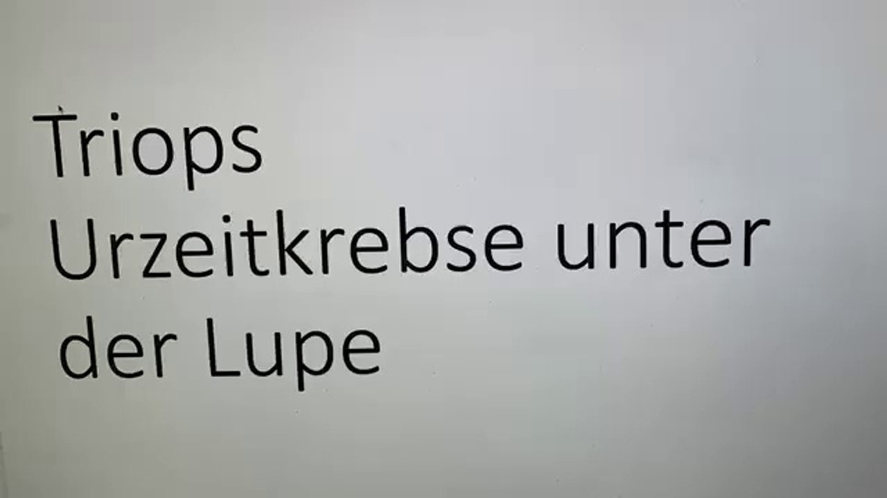 Triops Urzeitkrebse unter der Lupe