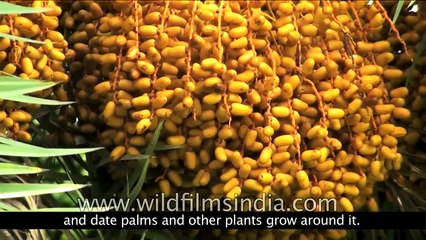 Thar - The Great Indian Desert