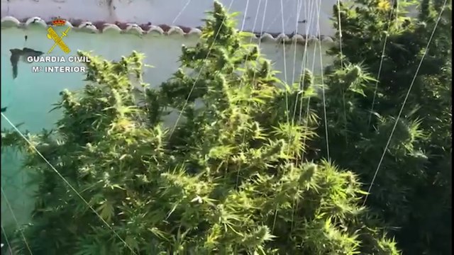 Desmantelada una plantación de marihuana en Peñarroya-Pueblonuevo