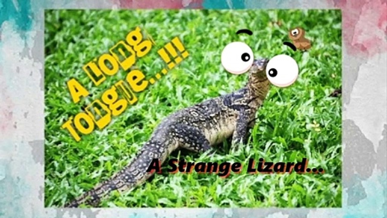 Ramp Walk !!! Udumbu - Funny Uploads | A Lizard With A Long Tongue...!! Strange Animals
