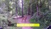 Mountain Dog Run: Watch Pup Speed with Mountain Biking Owner!