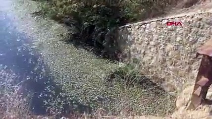 Bursa'da, derede binlerce balık telef oldu