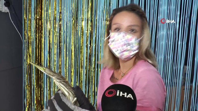 Nesli tükenmekte olan yaralı Küçük Balaban kuşu için seferber oldular