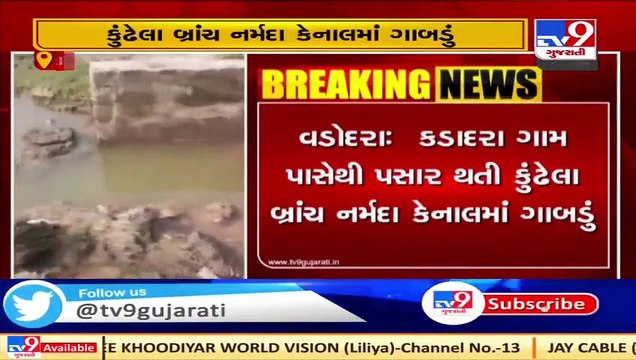 Canal water enters farm land in Kadadara, crops destroyed _ Vadodara _ Tv9GujaratiNews